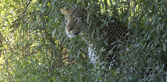 leopard